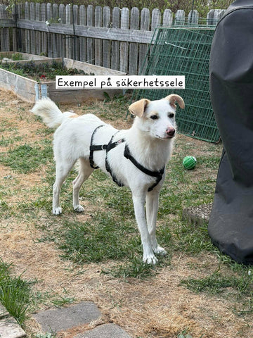 Säkerhet första tiden – 7 livsviktiga tips för din nyadopterade hund 🐶