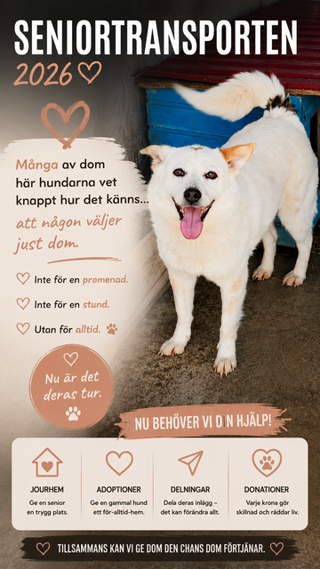 🐾 Vi söker jourhem till seniorhundar från Rumänien – nu är det deras tur 💔➡️❤️