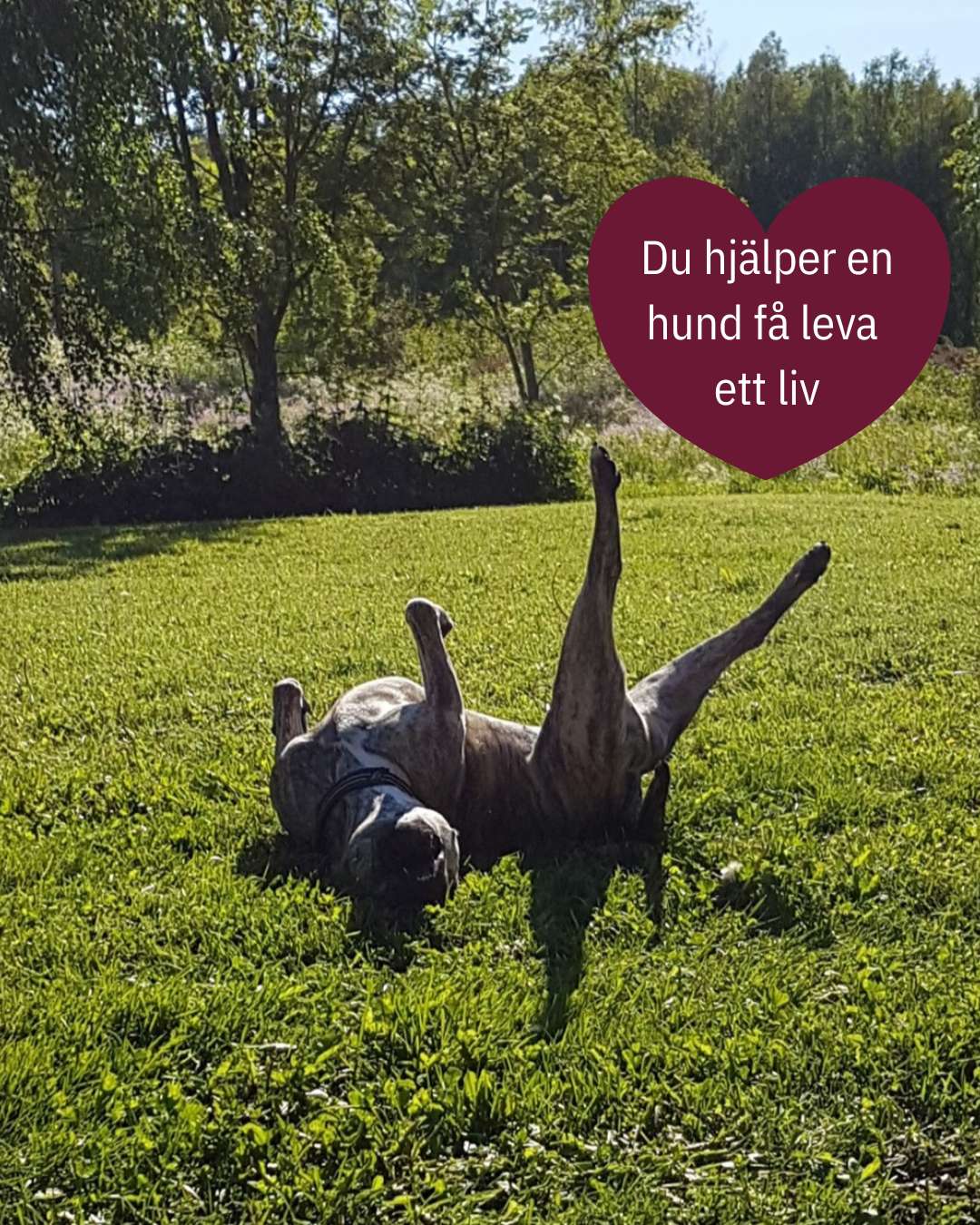Ohana 20-klubben - månadshjälpen