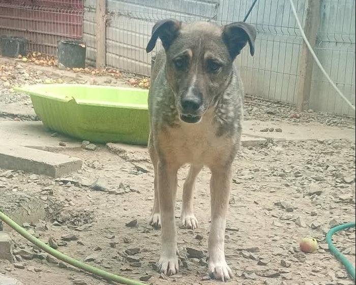 Beauty hos Ohana Rescue