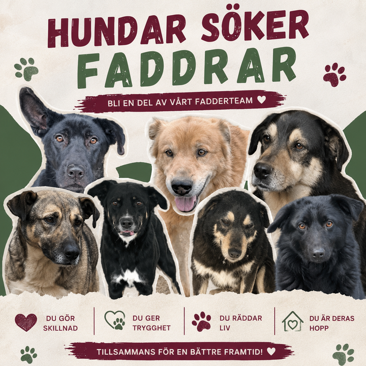 Bli fadder till hund
