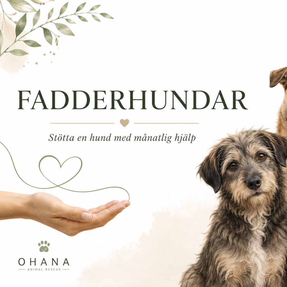 Rescuehund som kan få hjälp genom fadderskap