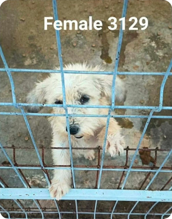 Heather – fadderhund hos Ohana Rescue