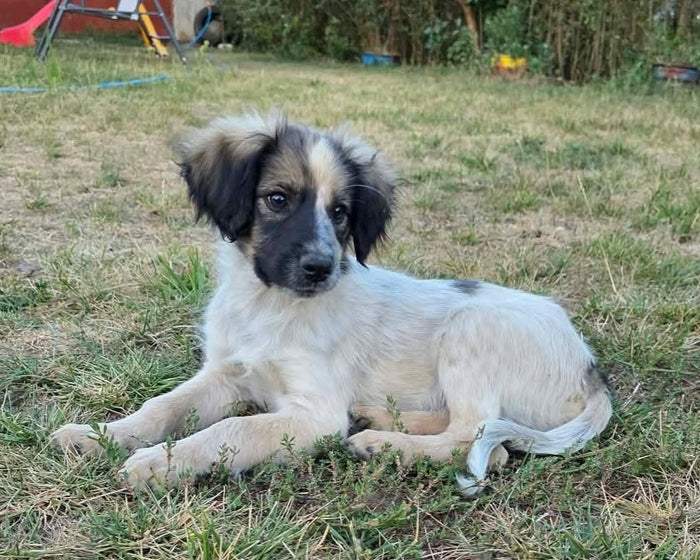 Milton ligger i gräset – försäkringsfadder hos Ohana Rescue