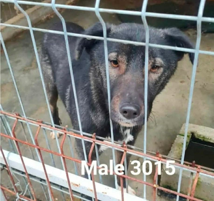 Misty – fadderhund hos Ohana Rescue