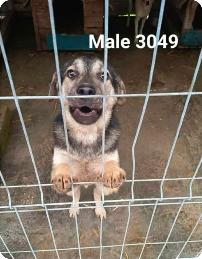 Roo – fadderhund hos Ohana Rescue