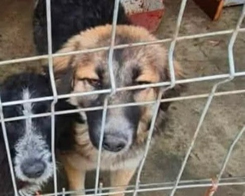 Sabrina – fadderhund hos Ohana Rescue
