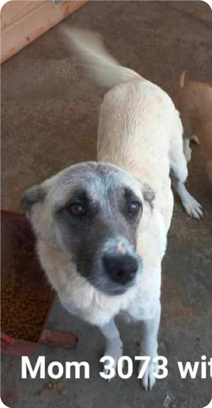 Trixie – fadderhund hos Ohana Rescue