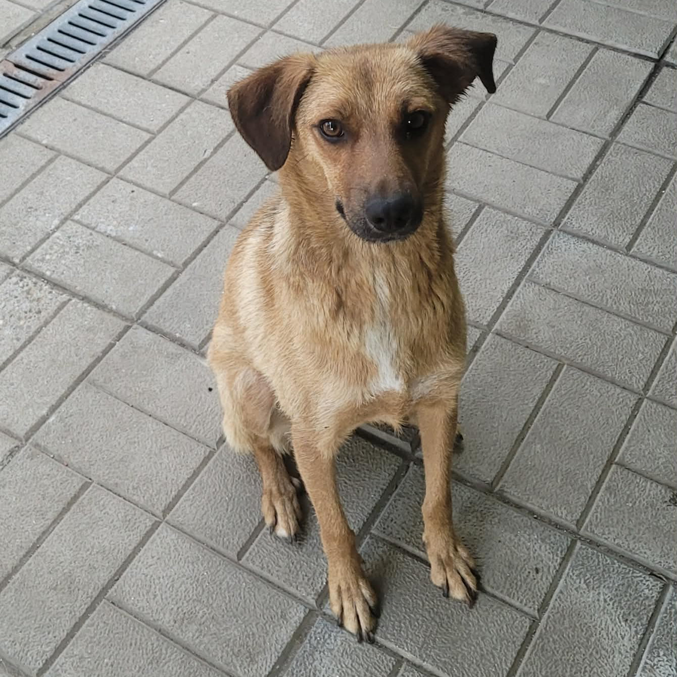 Mabel, rescuehund hos Ohana Rescue som behöver hjälp med vård och resa