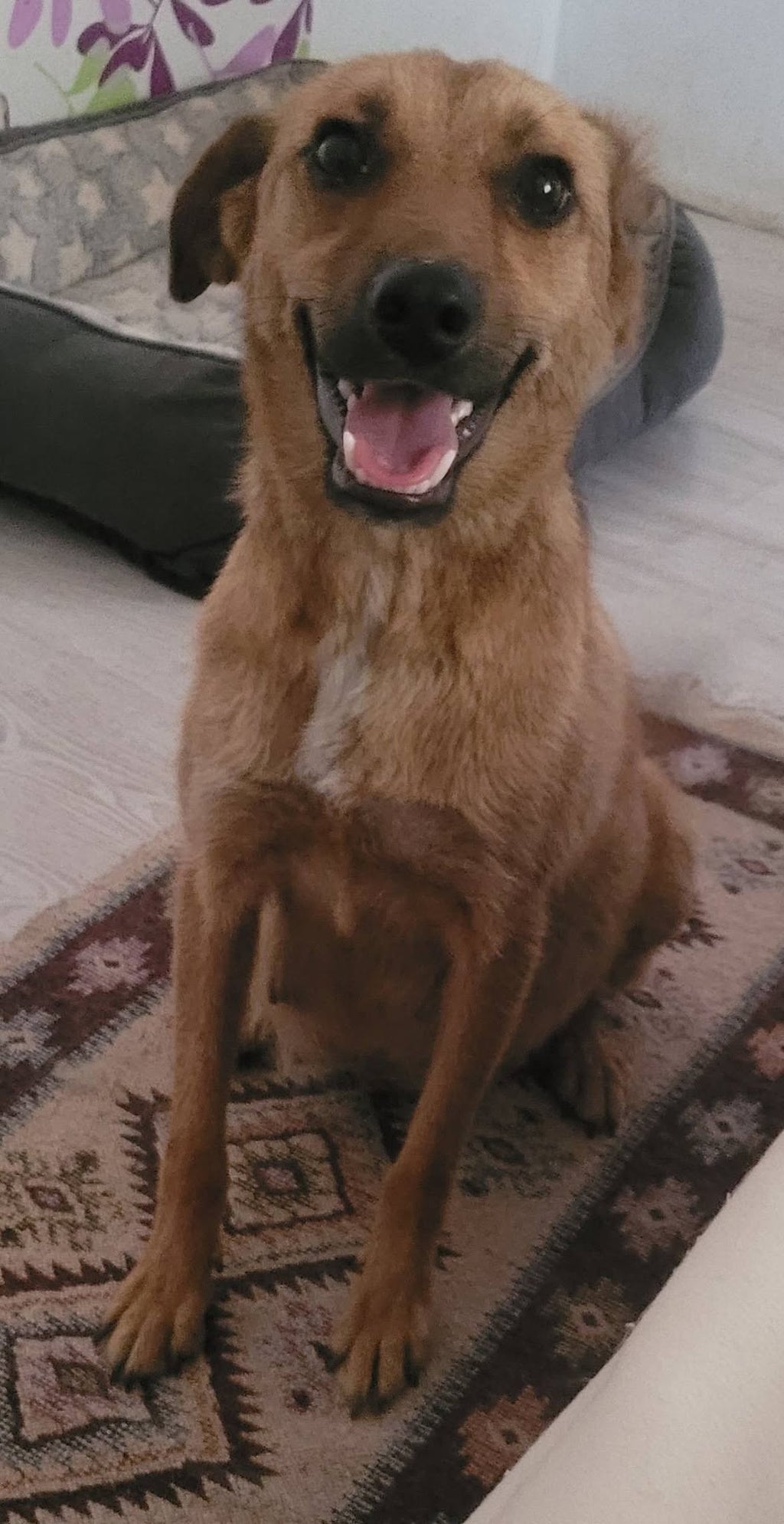 Mabel, en glad rescuehund från Rumänien som söker trygghet