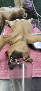 Mabel hos veterinär inför kastrering och förberedelser