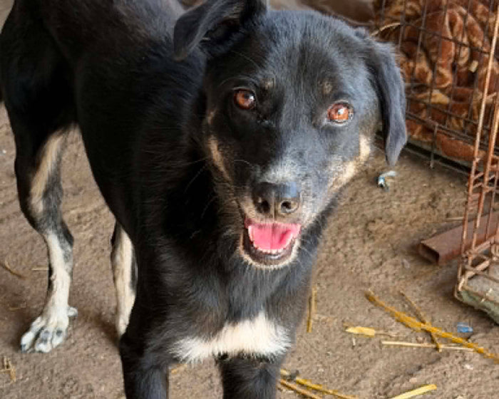 Rosie, fadderhund hos Ohana Rescue
