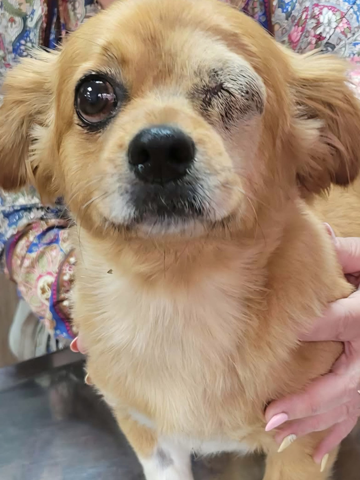 Siri, fadderhund hos Ohana Rescue