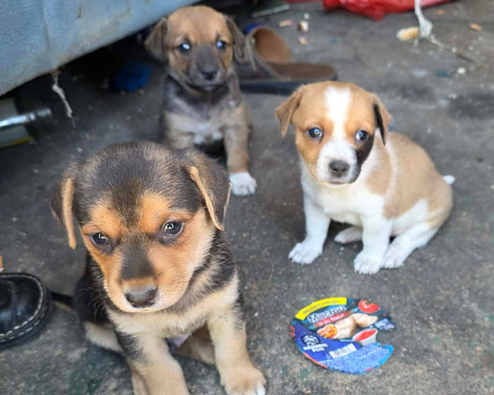 Bild från valpgruppen hos Ohana Rescue