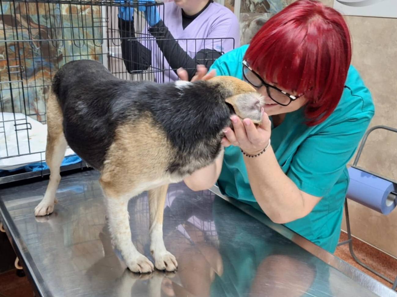 Rescuehund undersöks av veterinär med stöd från Ohana Rescue