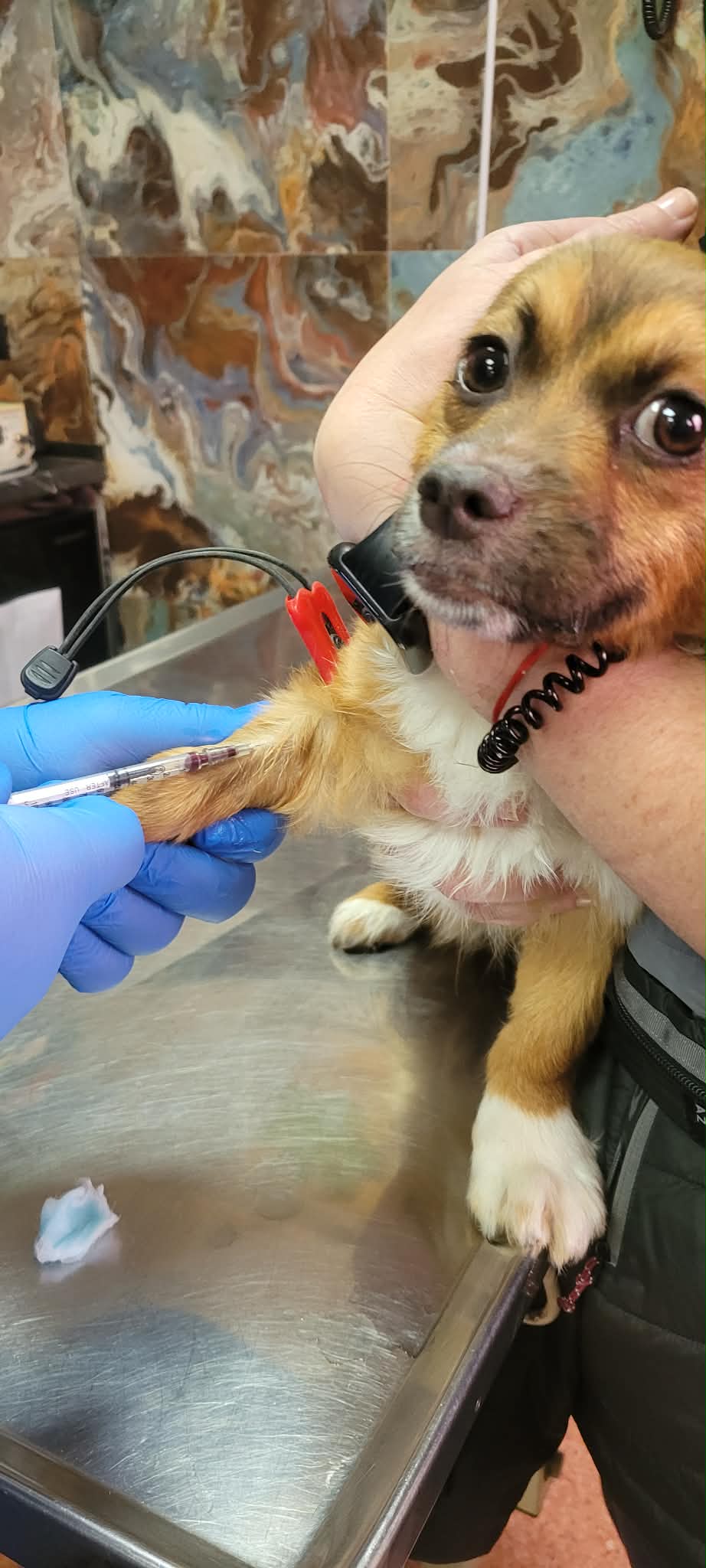 Hund får vaccination hos veterinär genom Ohana Rescue