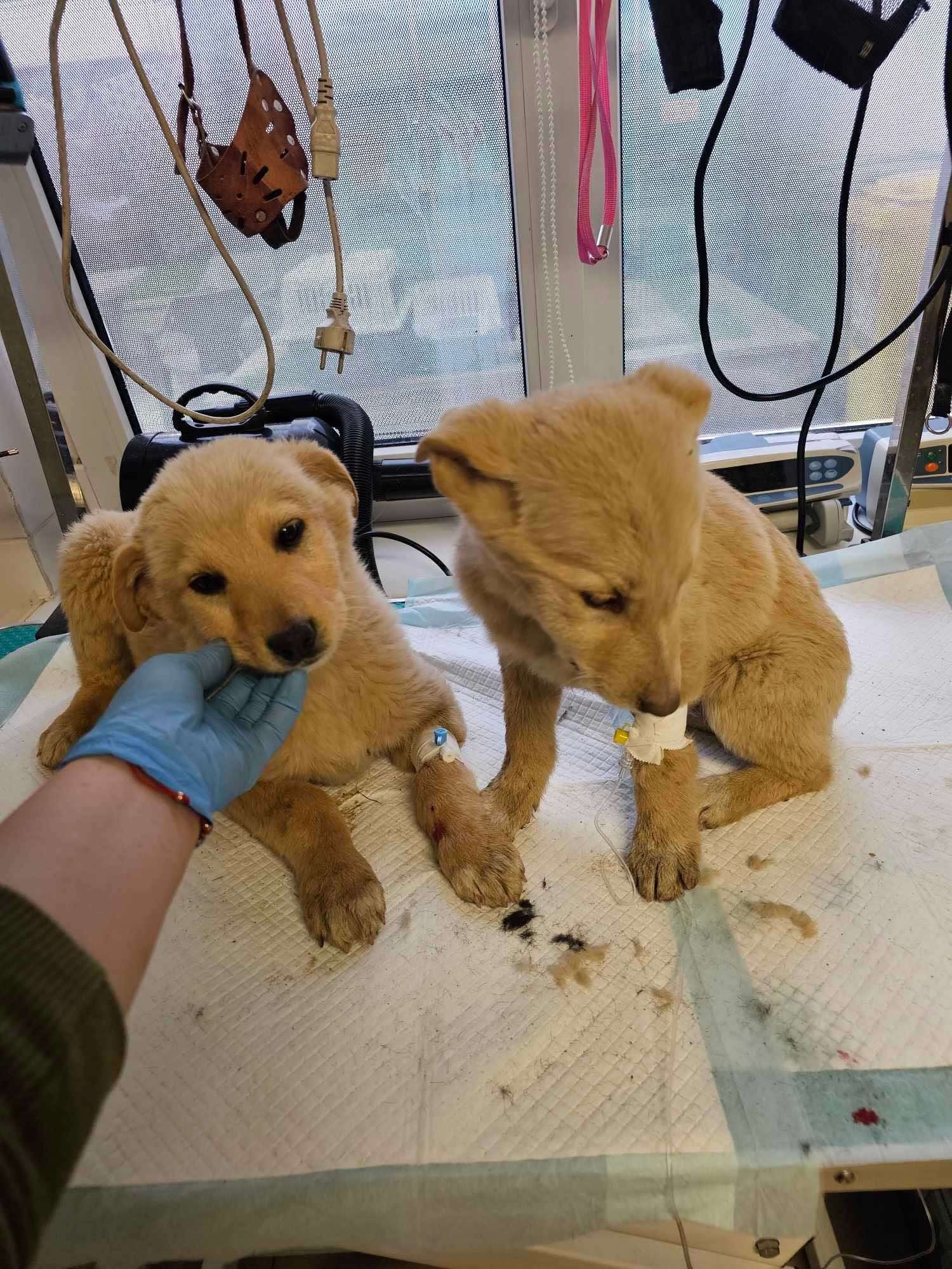 Rescuehund hos veterinär som får vård via Ohana Rescue